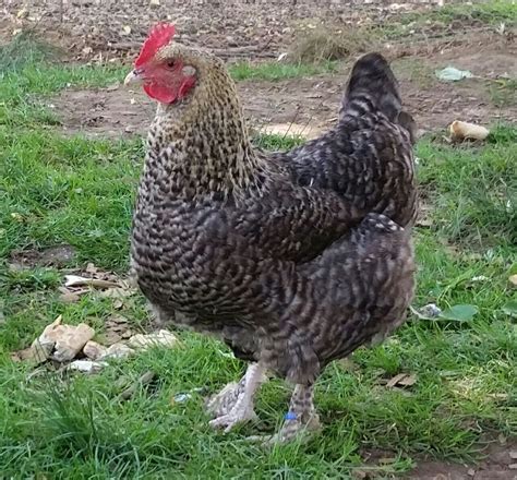 female cuckoo maran|cuckoo maran pullets for sale.